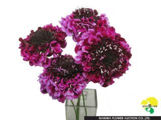 Scabiosa japonica Nana Purple.jpg